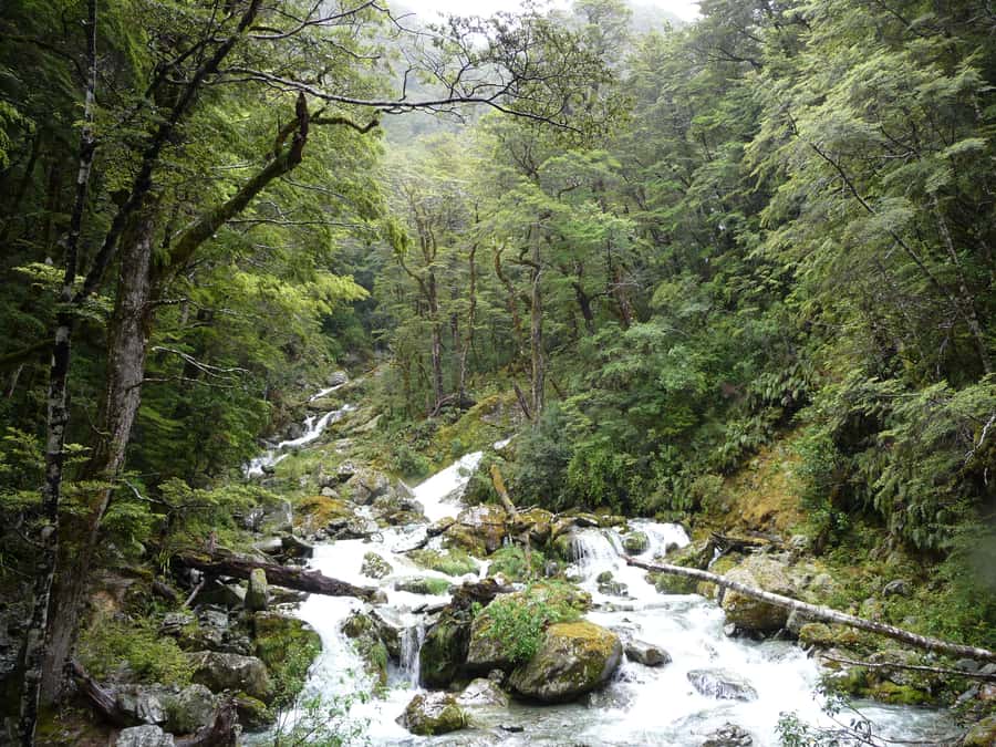 Queenstown: Routeburn Track Guided Full-Day Walk or Half Day - From beech forest to alpine gardens and tarns