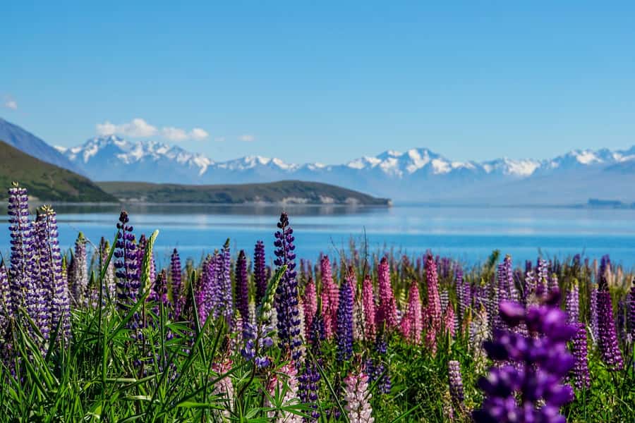 Queenstown to Christchurch via Mt Cook One-Way Tour - The Canterbury Plains bring the day back to earth