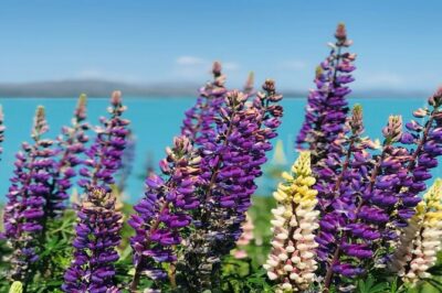 Queenstown to Lake Tekapo via Mt Cook One-Way Small Group Tour