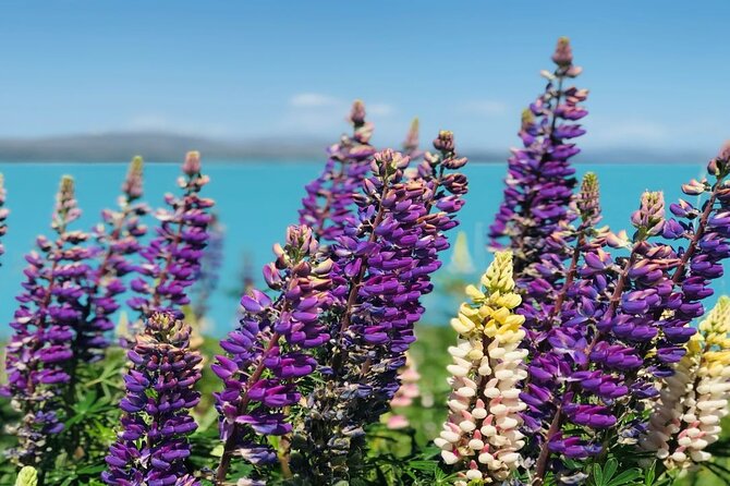 Queenstown to Lake Tekapo via Mt Cook One-Way Small Group Tour - From Queenstown to Kawarau Gorge