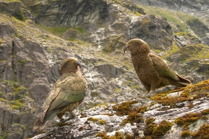 Rob Roy Glacier Guided Walk - The Rob Roy Track and the glacier reveal