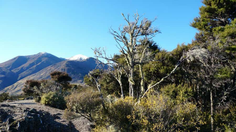 Stevensons Island 2-Hour Cruise and Nature Walk - A gentle cruise into Stevensons Arm