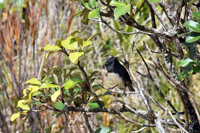 Stewart Island Fly Explore Fly ex Queenstown by Glenorchy Air - Beaches, Maori heritage, and island wildlife