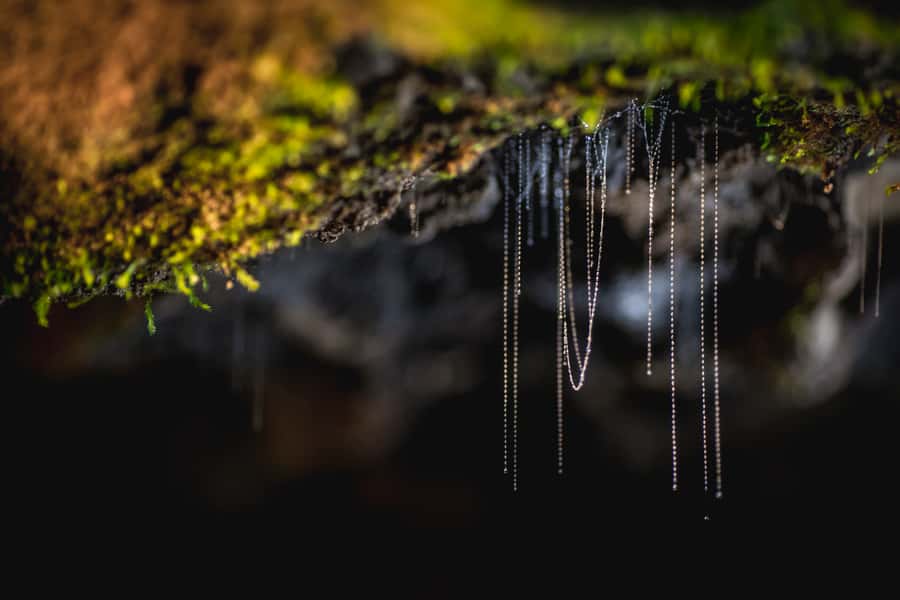 Te Anau: Glowworm Caves Guided Tour - What the guides add to the experience