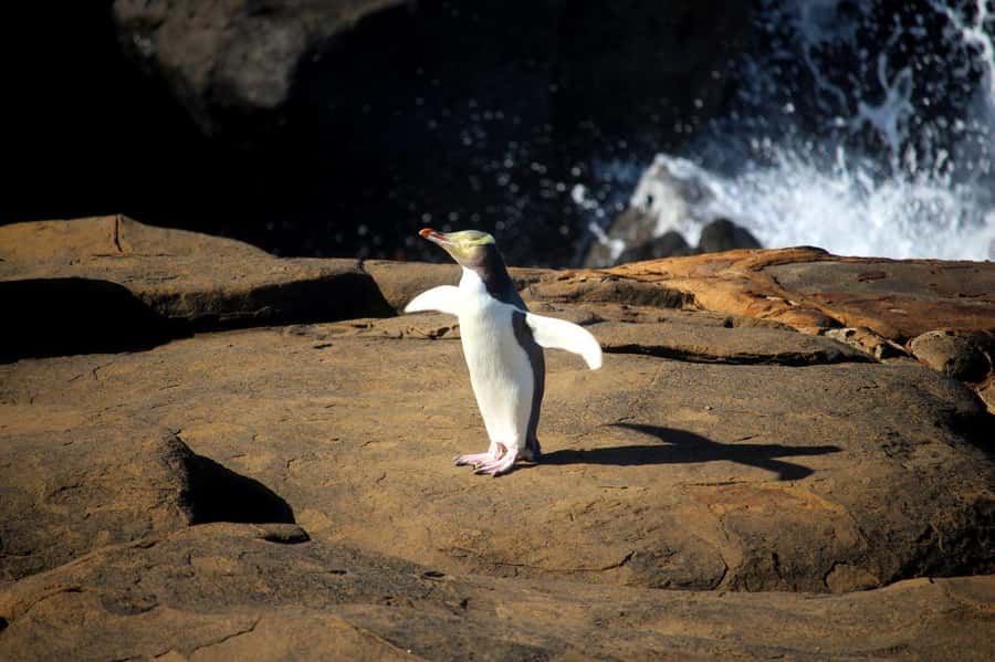Te Anau to Dunedin via the Catlins & Invercargill 1 Way Tour - Nugget Point Lighthouse and the Southern Ocean