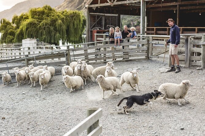 Walter Peak Gourmet BBQ Lunch & Queenstown Lake Cruise - Key points to know