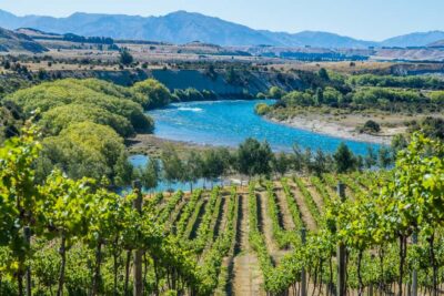 Afternoon Boutique Wine Tour