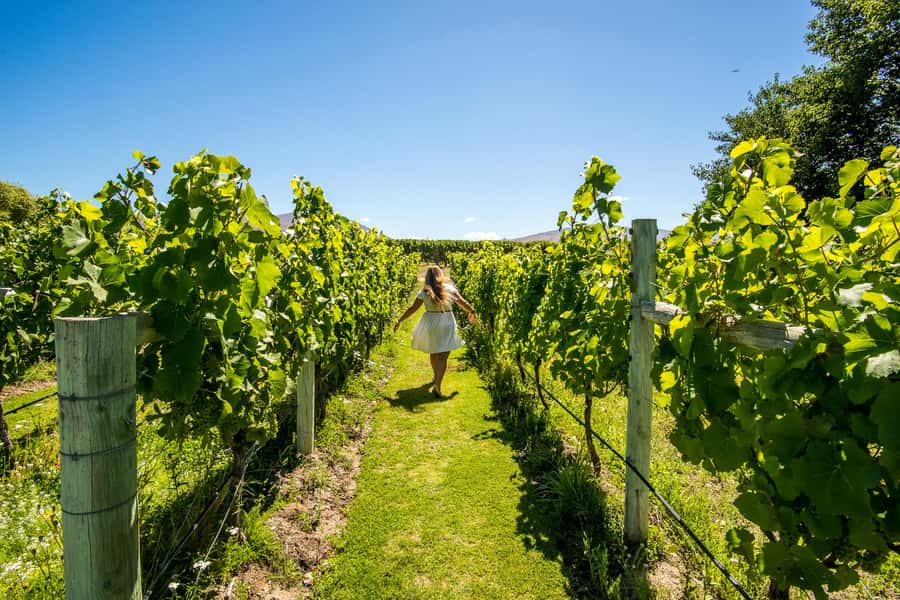 Wanaka: Afternoon Boutique Wine Tour - Who should book this afternoon tour?