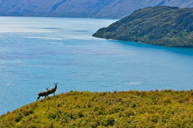 Wanaka High Country Walk - Above Lake Wanaka on a private high-country route